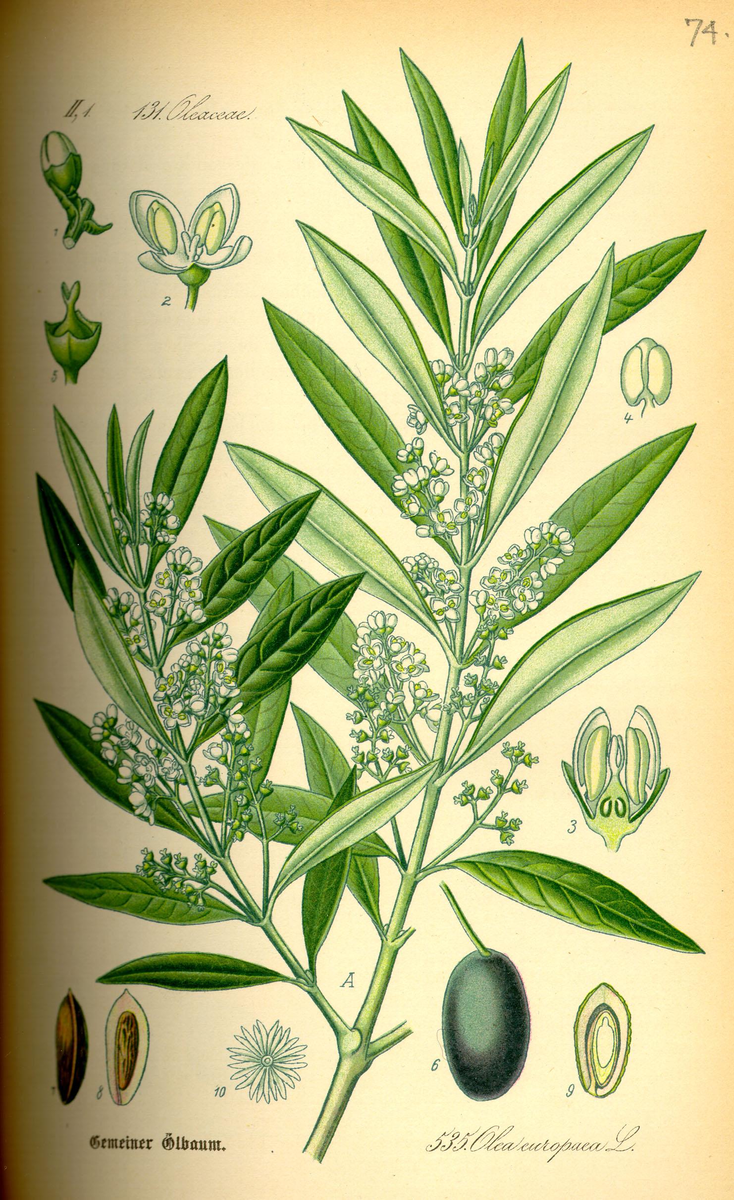 Hydrogenated Olive Oil 10