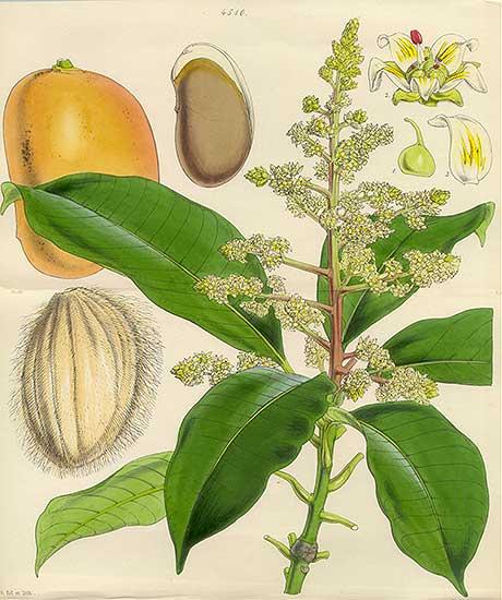 PEG-70 Mango Glycerides 1