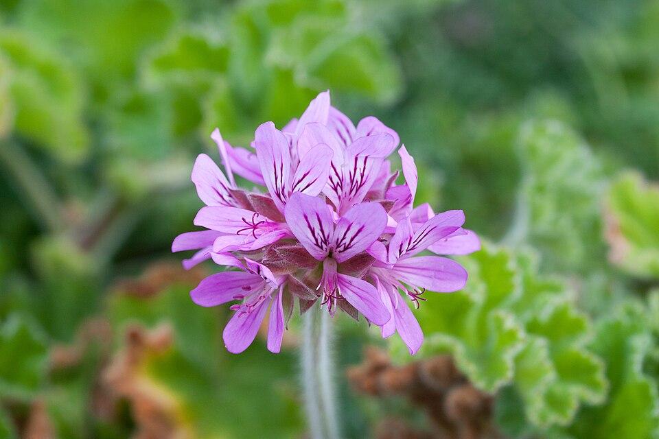 Pelargonium capitatum leaf extract 1