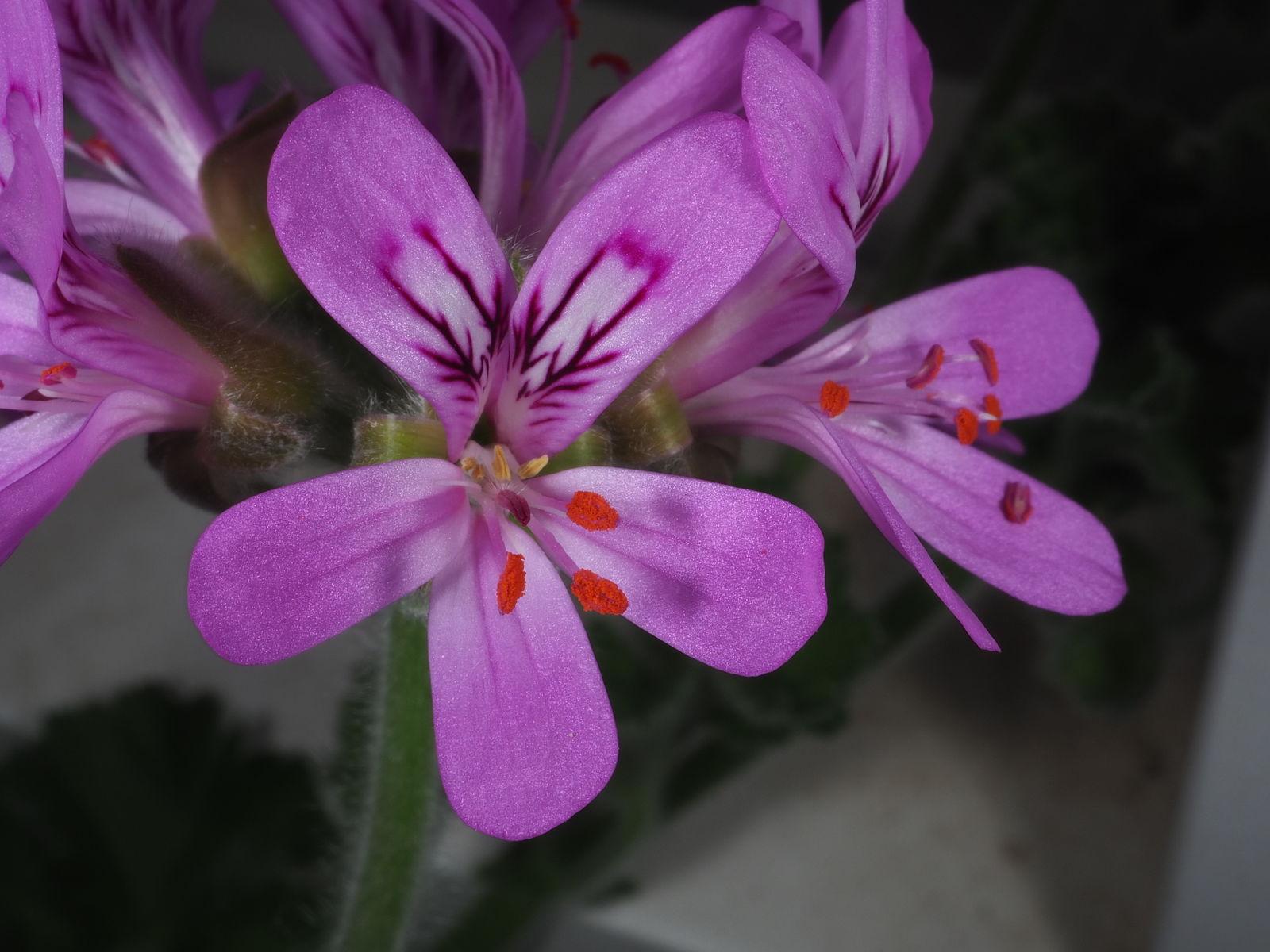 Pelargonium capitatum leaf extract 2