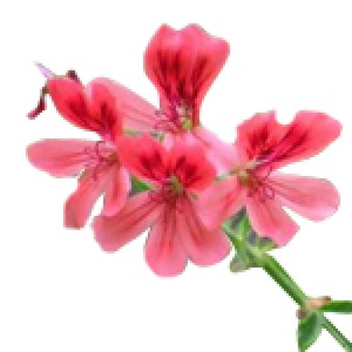 Pelargonium graveolens (Geranium**) flower/leaf oil 5