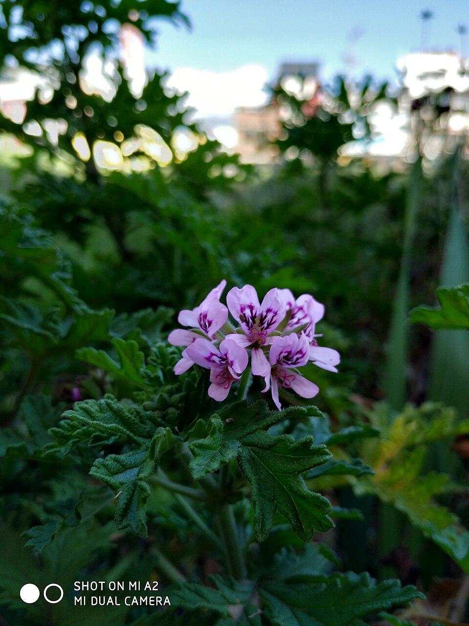 Pelargonium graveolens (Geranium**) flower/leaf oil 1