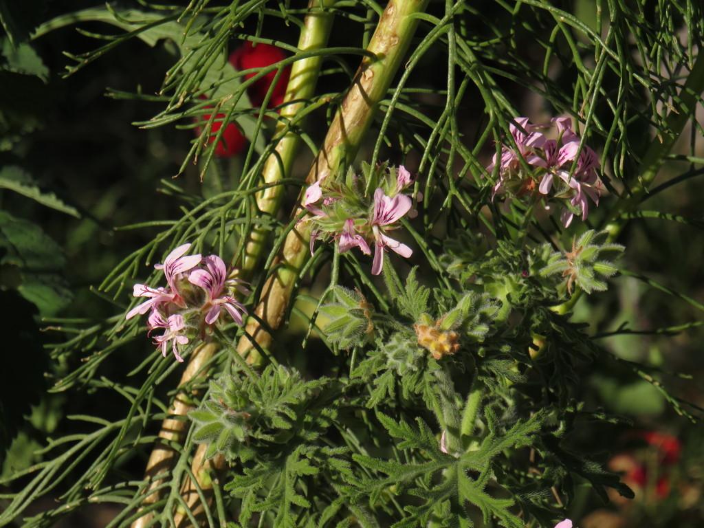 Pelargonium Graveolens (Geranium) Oil 1