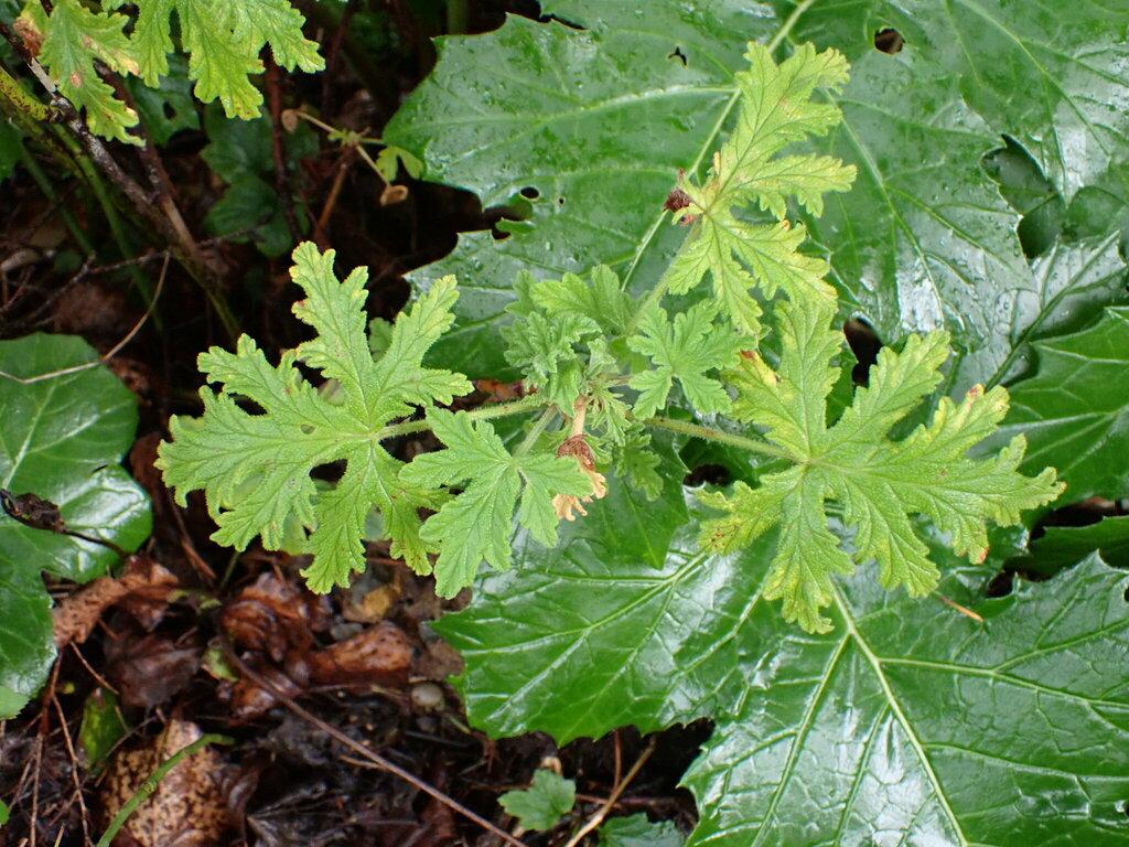 Pelargonium Graveolens (Geranium) Oil 3