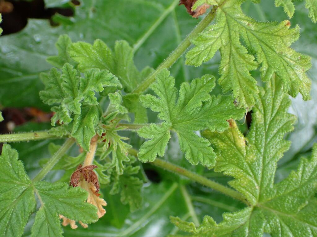 Pelargonium Graveolens Leaf Oil 4