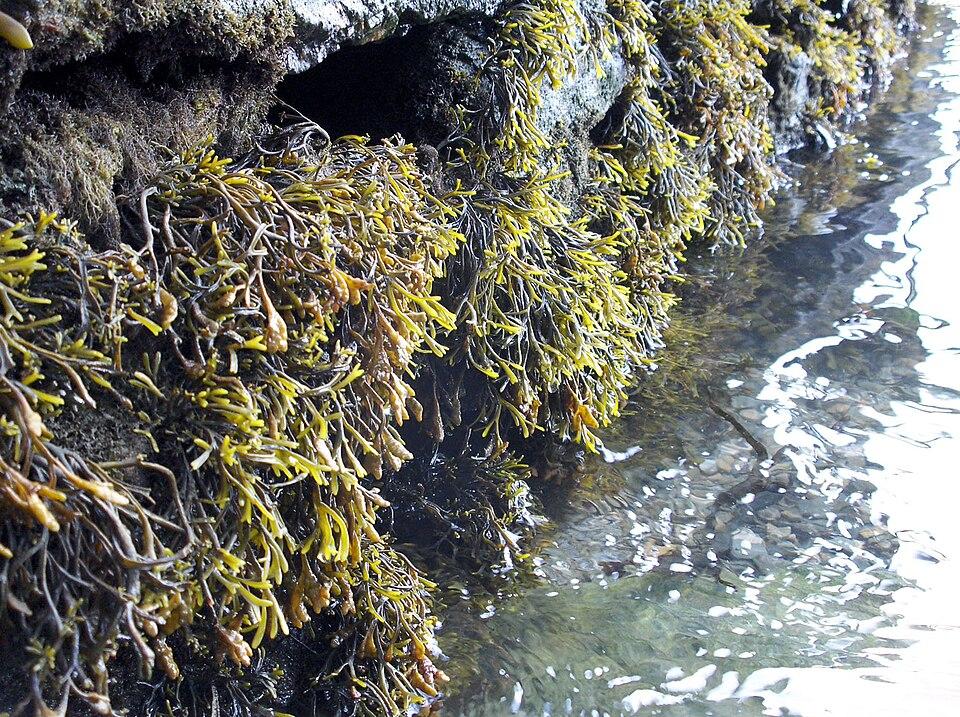 Pelvetia canaliculata extract 2