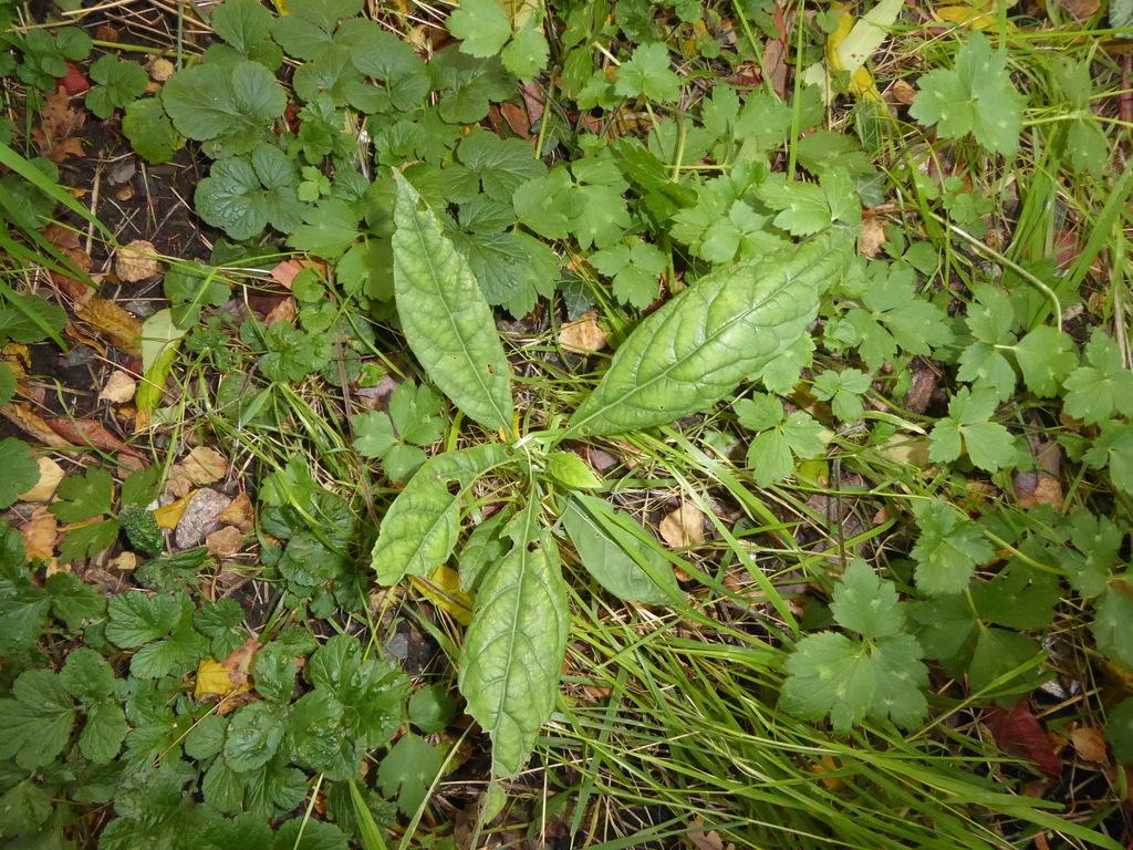 Persea Gratissima Fruit Extract 1