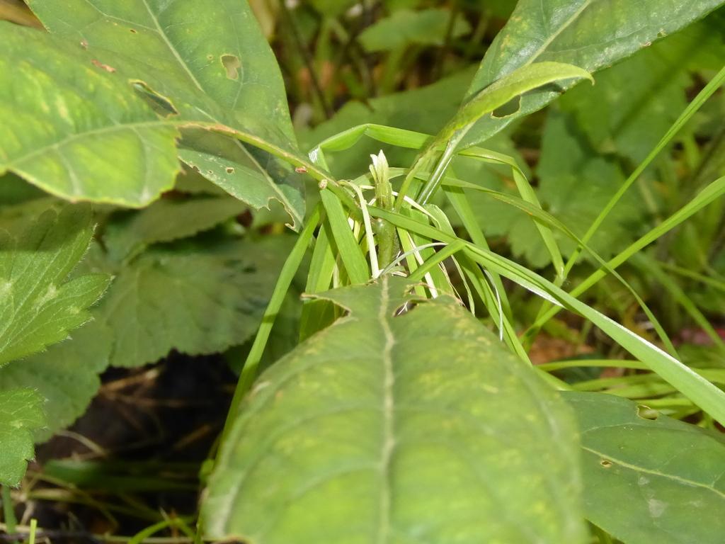 Persea Gratissima Fruit Extract 3