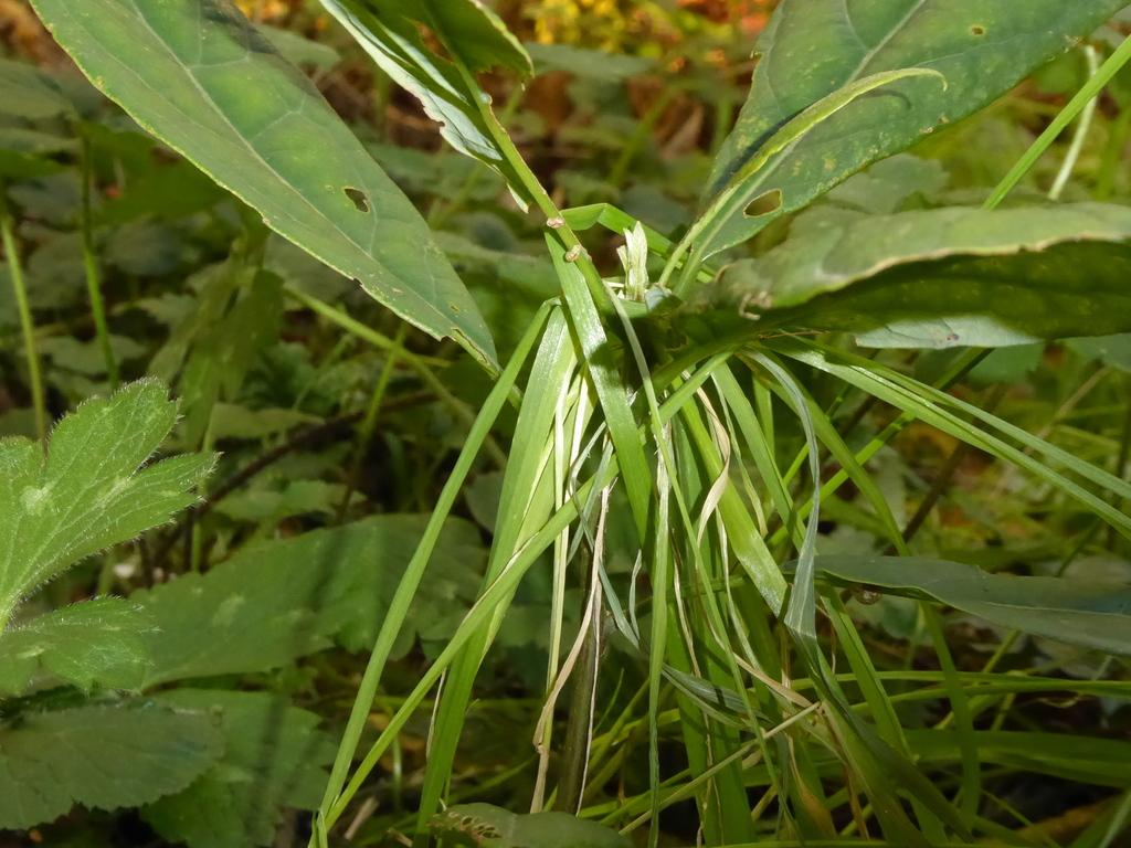 Persea Gratissima Fruit Extract 4