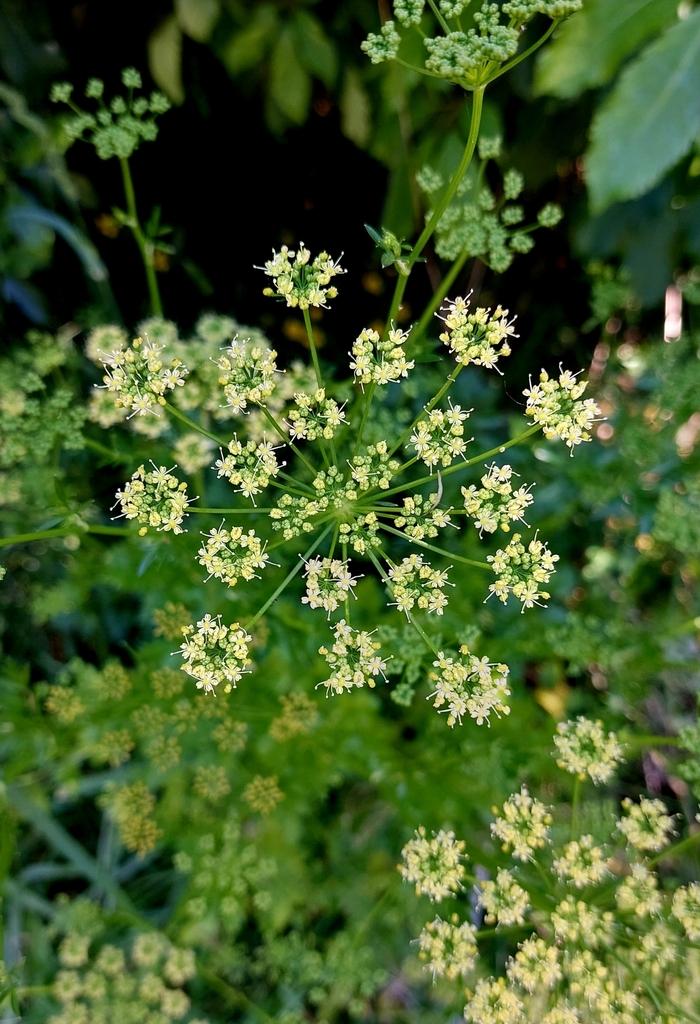 PETROSELINUM CRISPUM EXTRACT 2