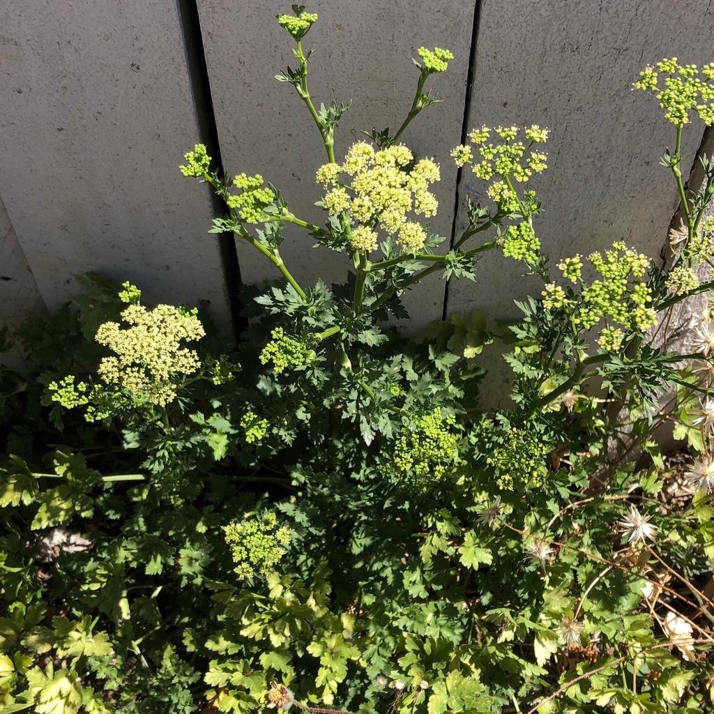 PETROSELINUM CRISPUM EXTRACT 1