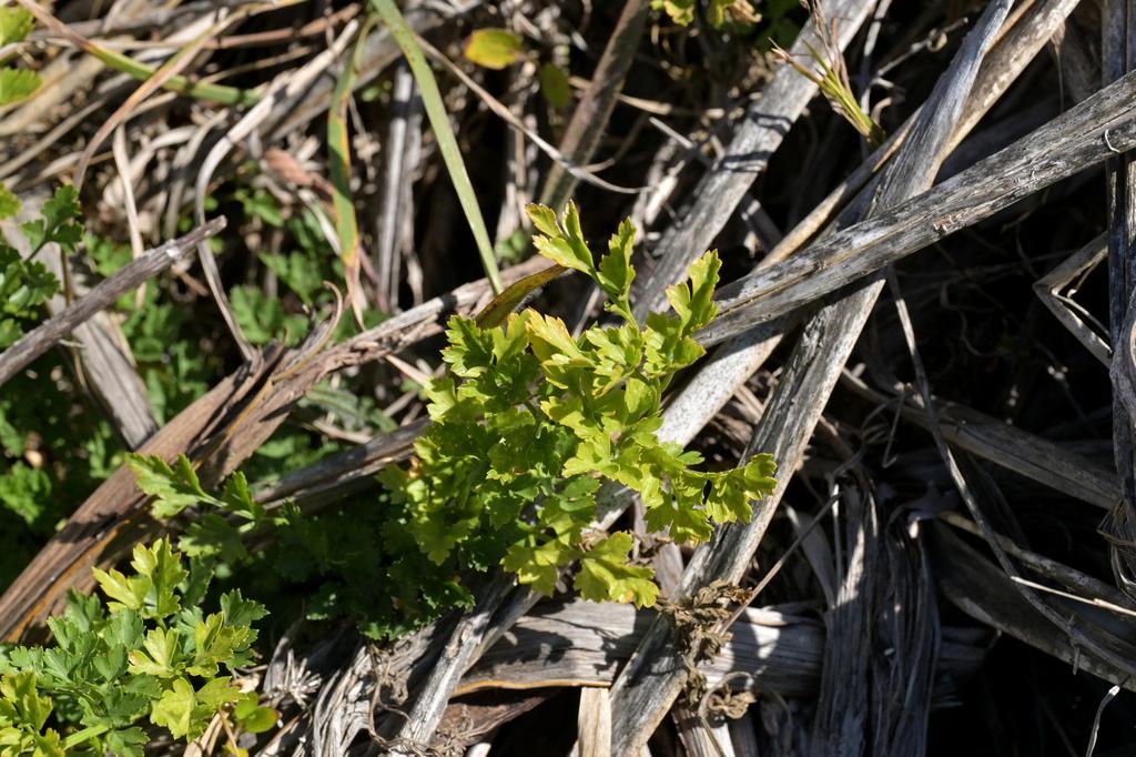 PETROSELINUM CRISPUM EXTRACT 4