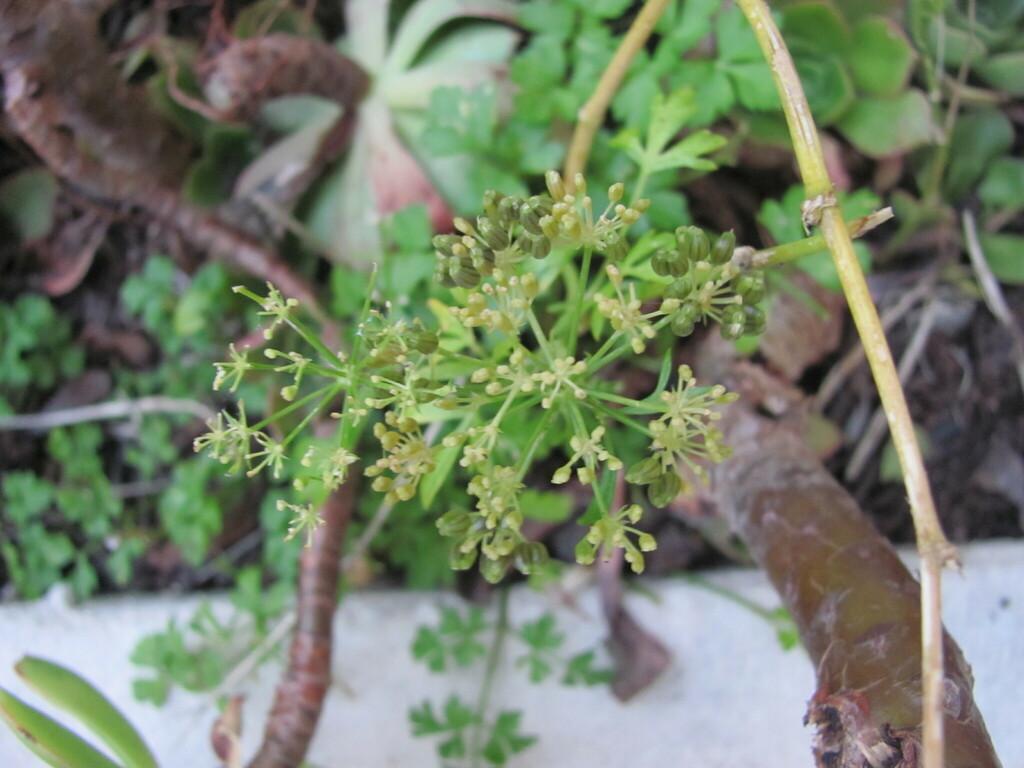 PETROSELINUM CRISPUM EXTRACT 3