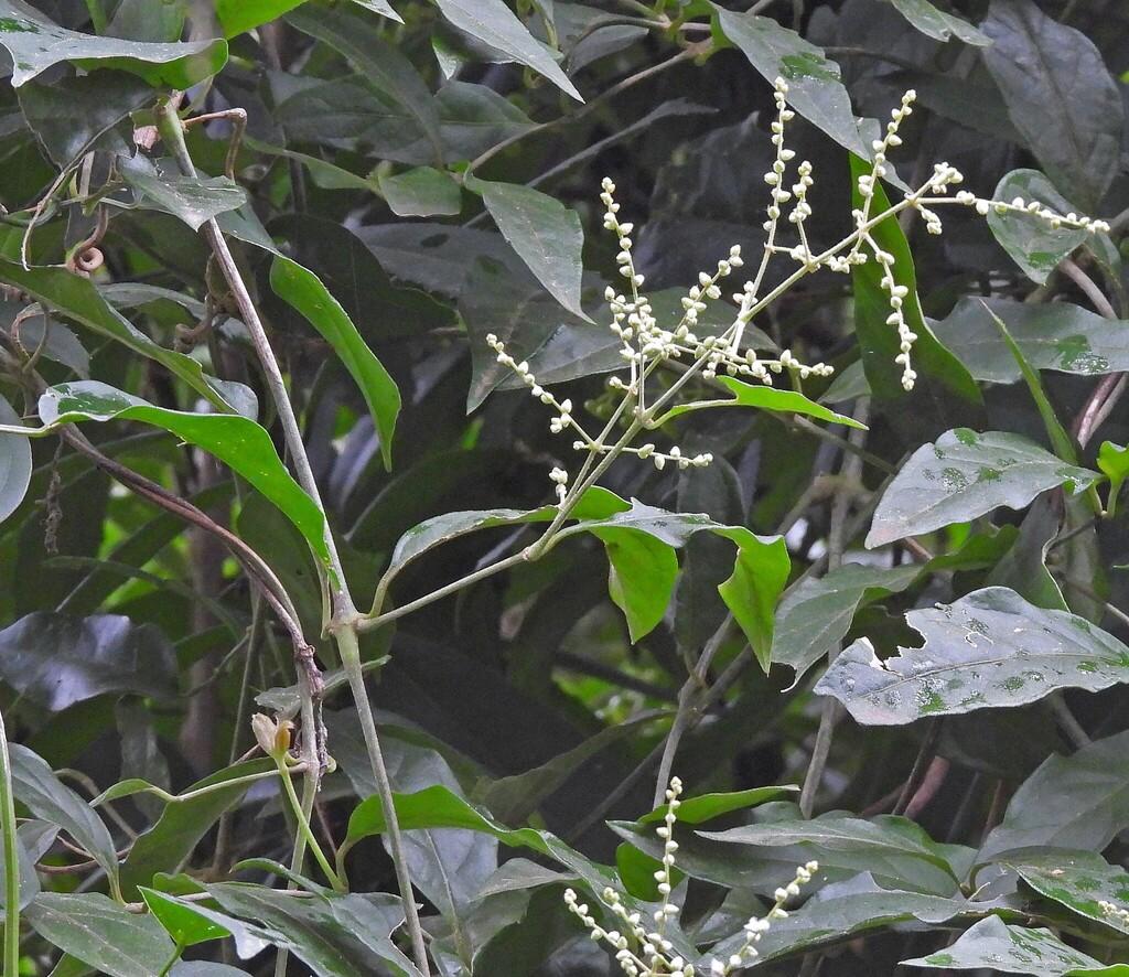 PFAFFIA PANICULATA ROOT EXTRACT 1