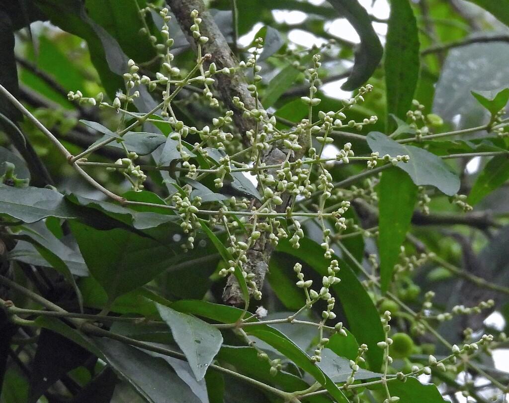 PFAFFIA PANICULATA ROOT EXTRACT 2