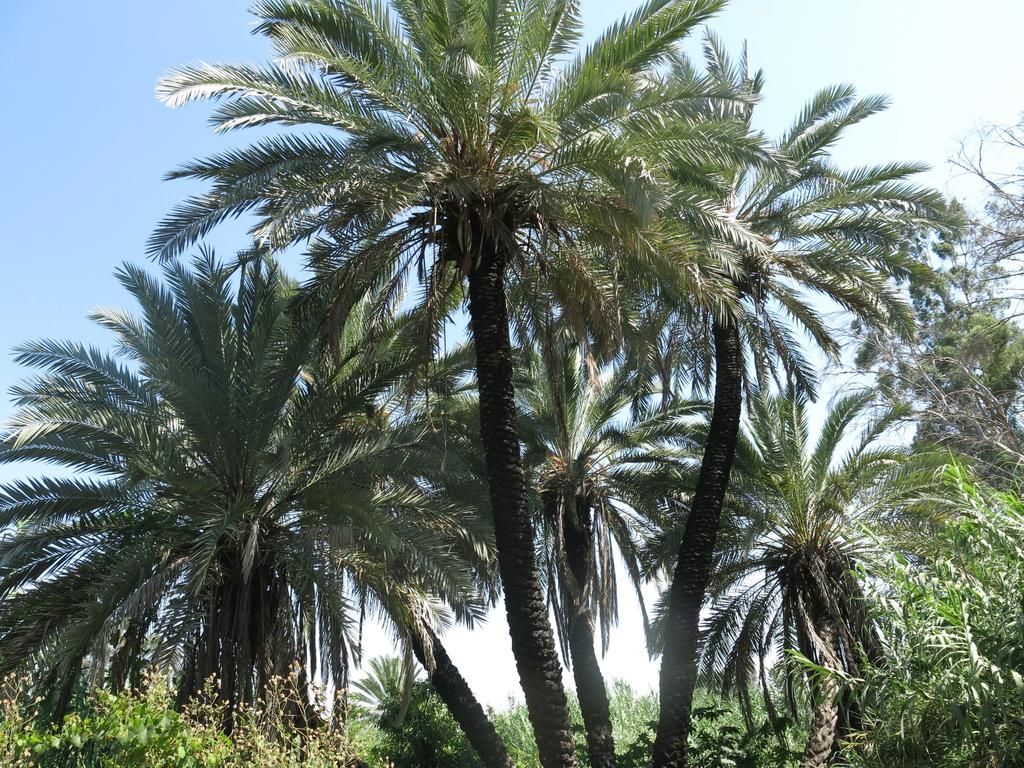PHOENIX DACTYLIFERA FRUIT EXTRACT 1