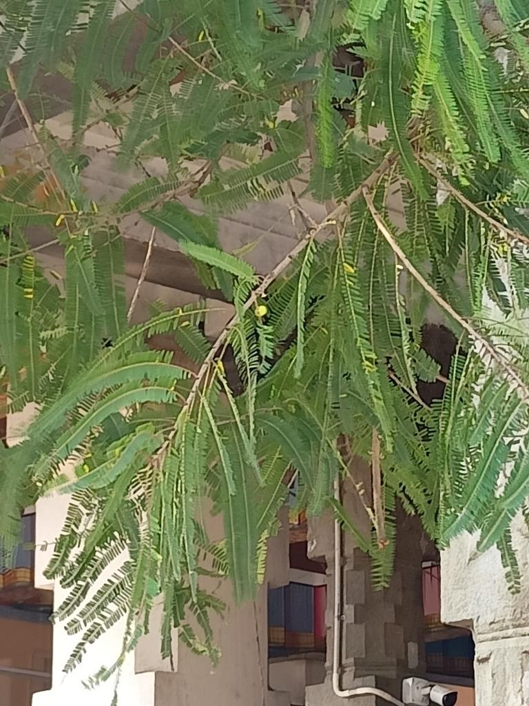 PHYLLANTHUS EMBLICA FRUIT EXTRACT 4