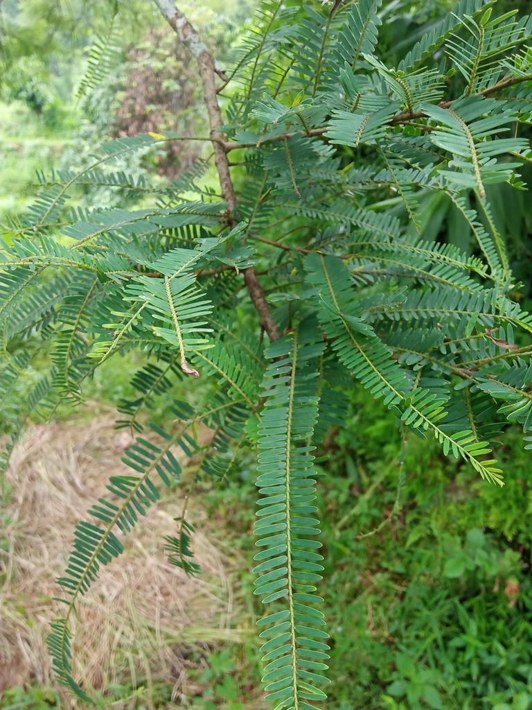 PHYLLANTHUS EMBLICA FRUIT EXTRACT 1