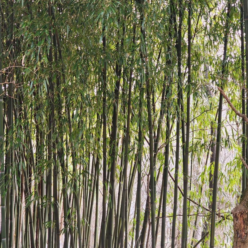 PHYLLOSTACHYS BAMBUSOIDES EXTRACT 3