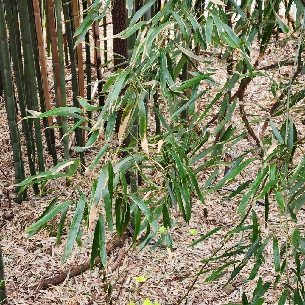 PHYLLOSTACHYS BAMBUSOIDES EXTRACT 2