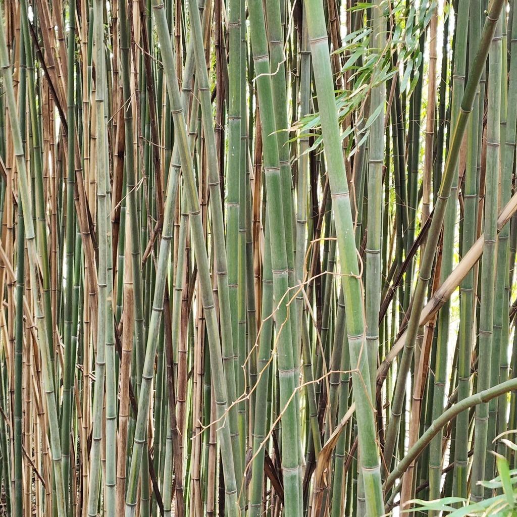 PHYLLOSTACHYS BAMBUSOIDES EXTRACT 1