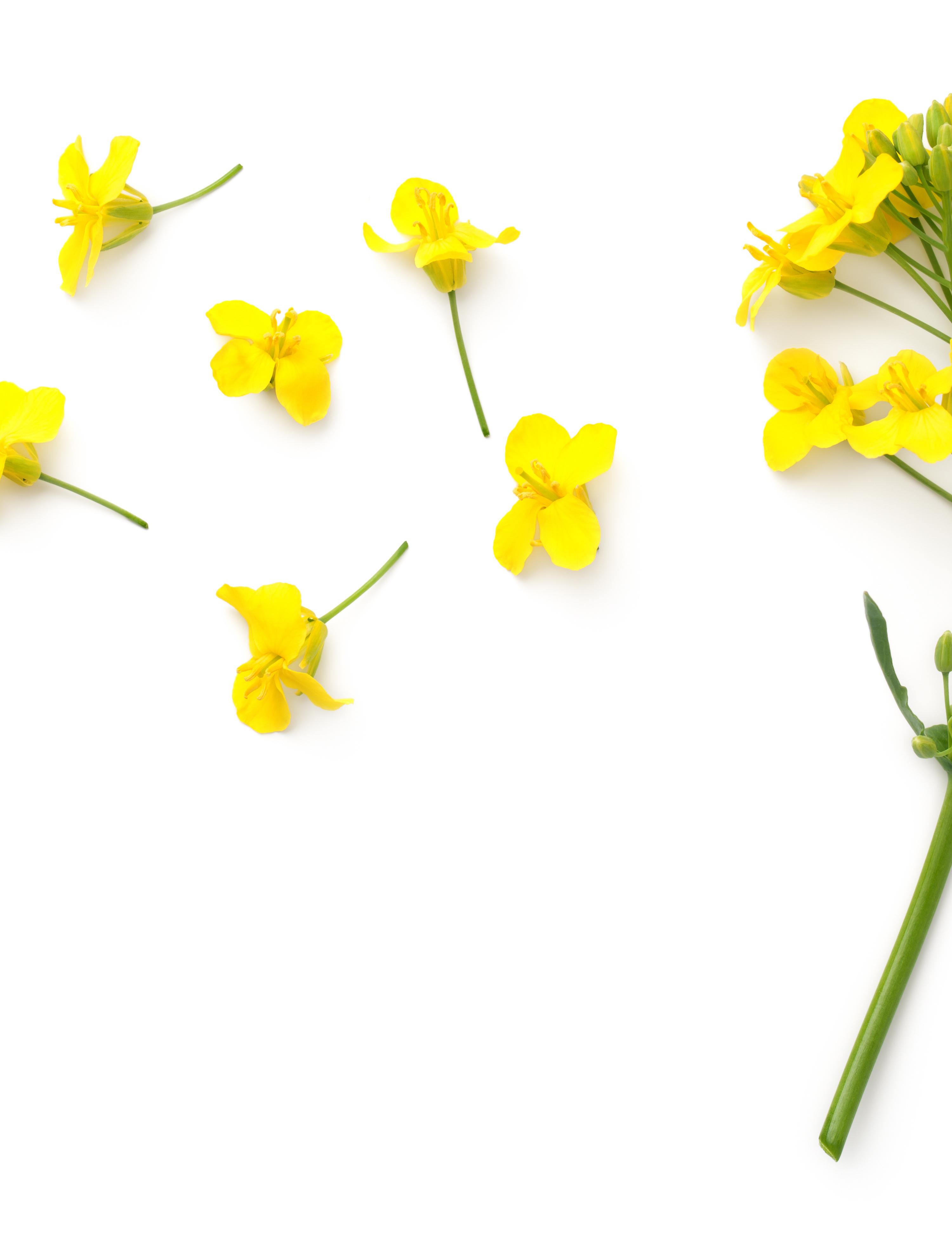 Phytosteryl Canolate 2
