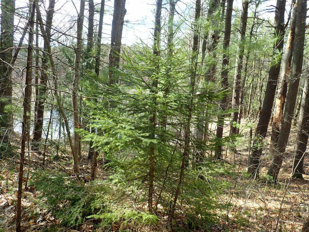 PICEA ABIES EXTRACT 3