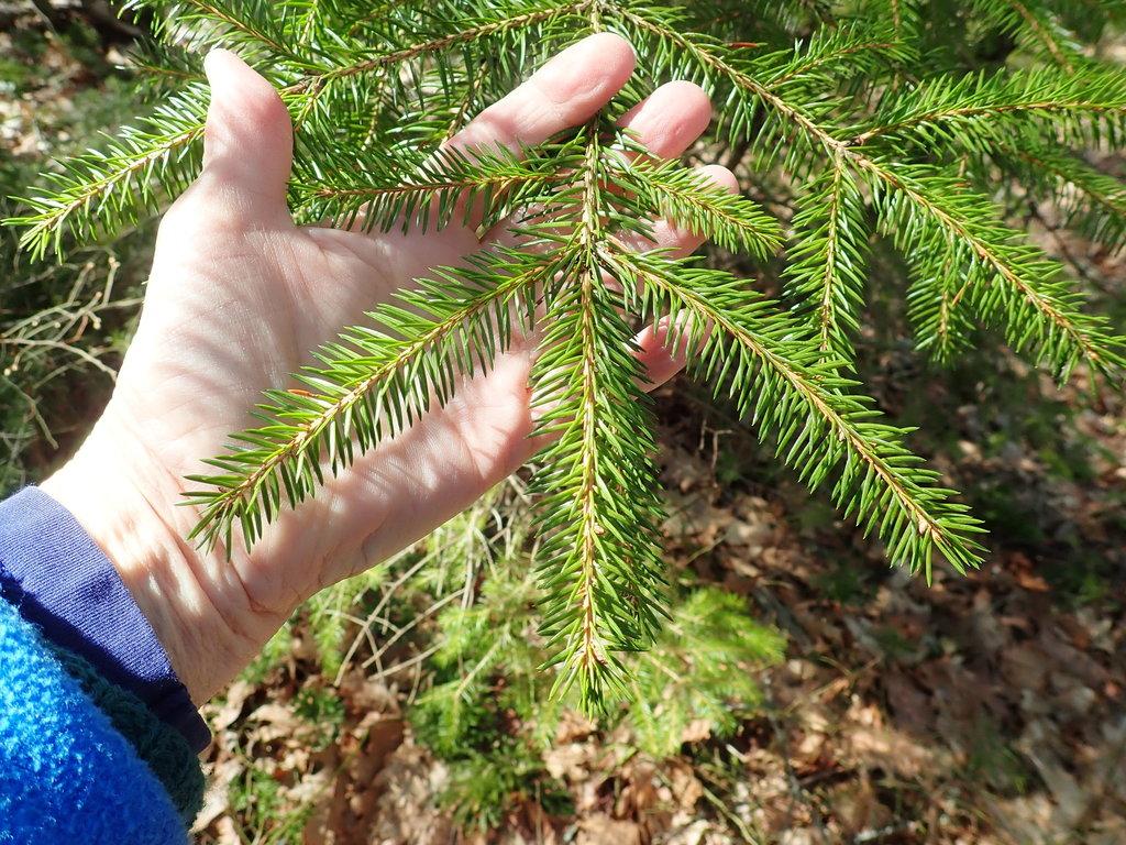 PICEA ABIES EXTRACT 4