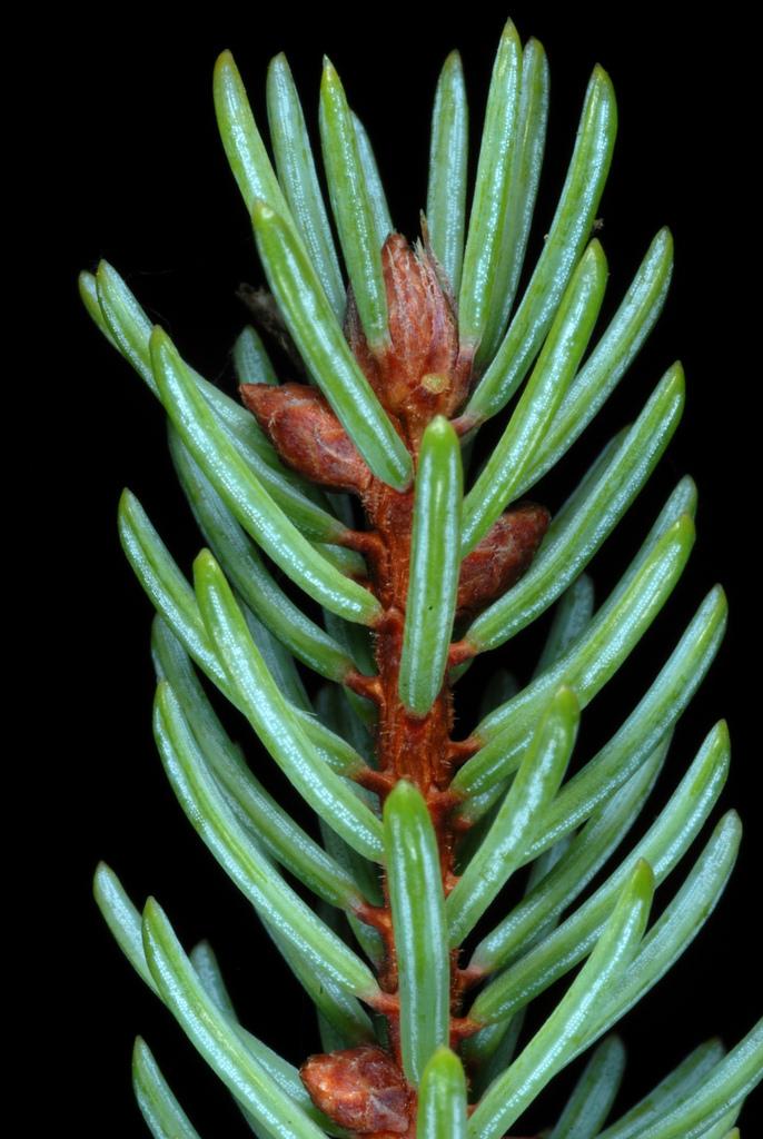 PICEA MARIANA BARK EXTRACT 1