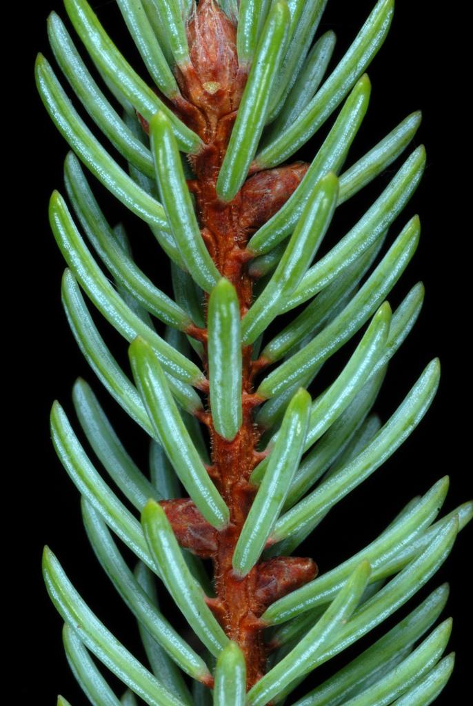 PICEA MARIANA BARK EXTRACT 2