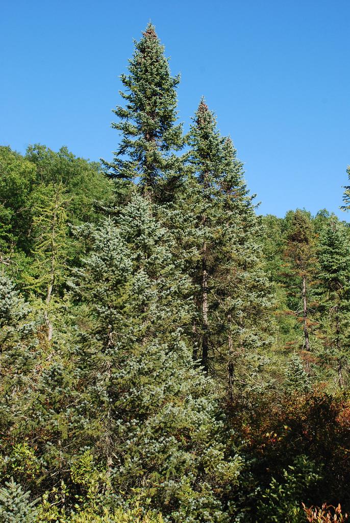 PICEA MARIANA BARK EXTRACT 4
