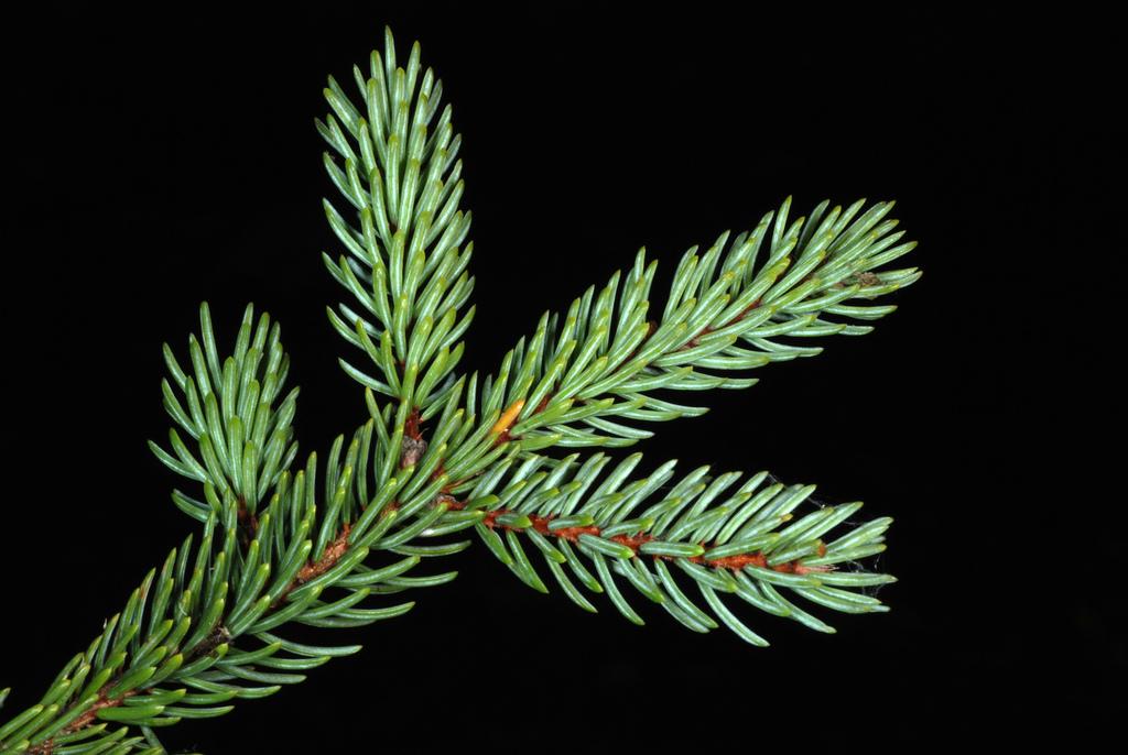 Picea Mariana Leaf Oil 3