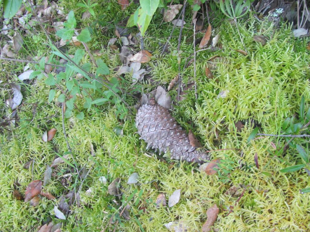 PINUS PINASTER BARK EXTRACT 3