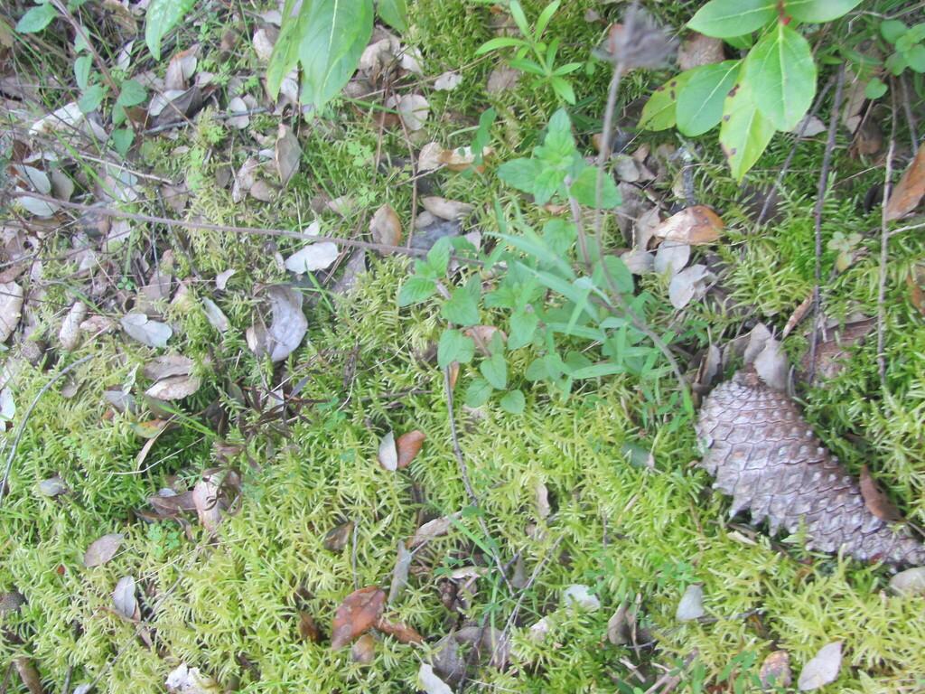 PINUS PINASTER BARK EXTRACT 4