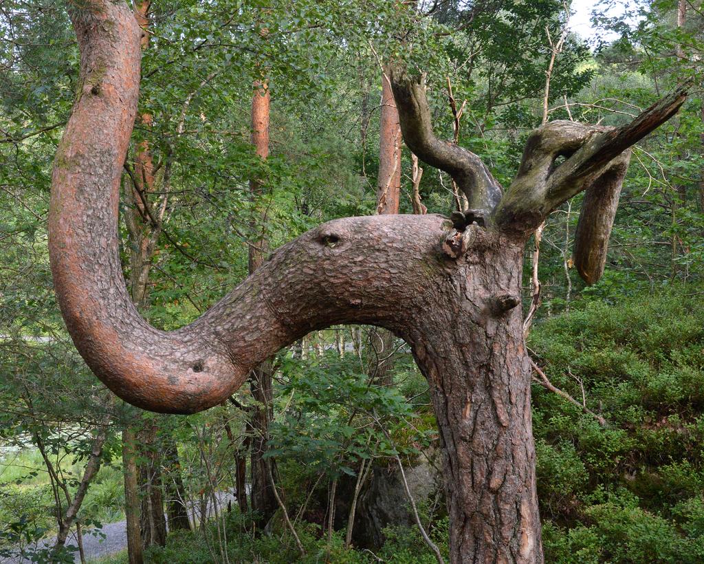 Pinus Sylvestris Leaf Extract 4