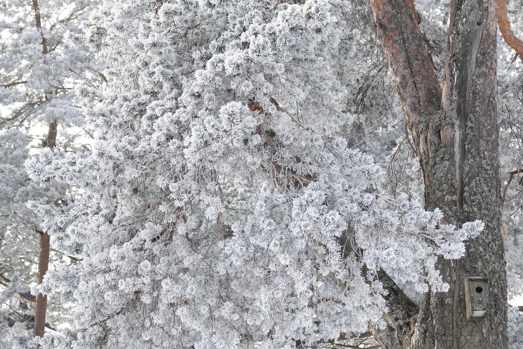 Pinus Sylvestris Leaf Extract 2