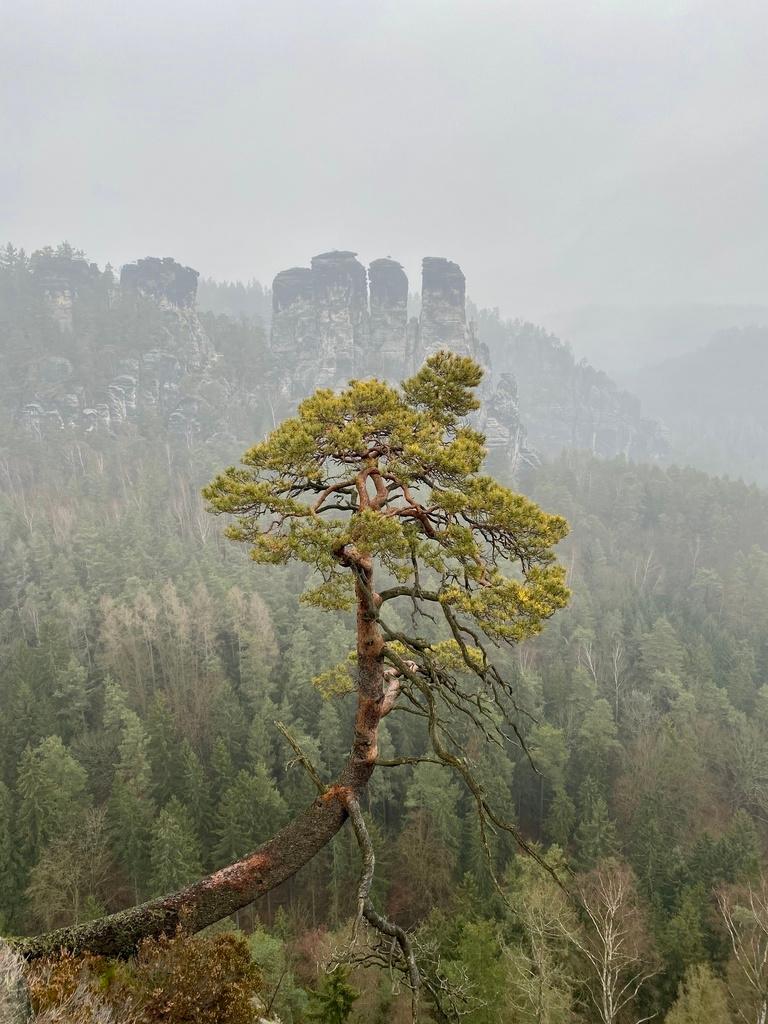 Pinus Sylvestris Leaf Extract 3