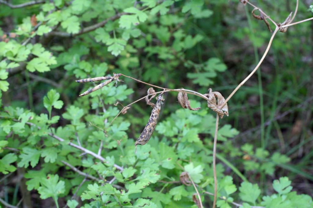 Pisum Sativum (Pea) Seed Extract 4