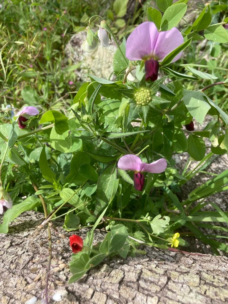 Pisum Sativum (Pea) Seed Extract 1
