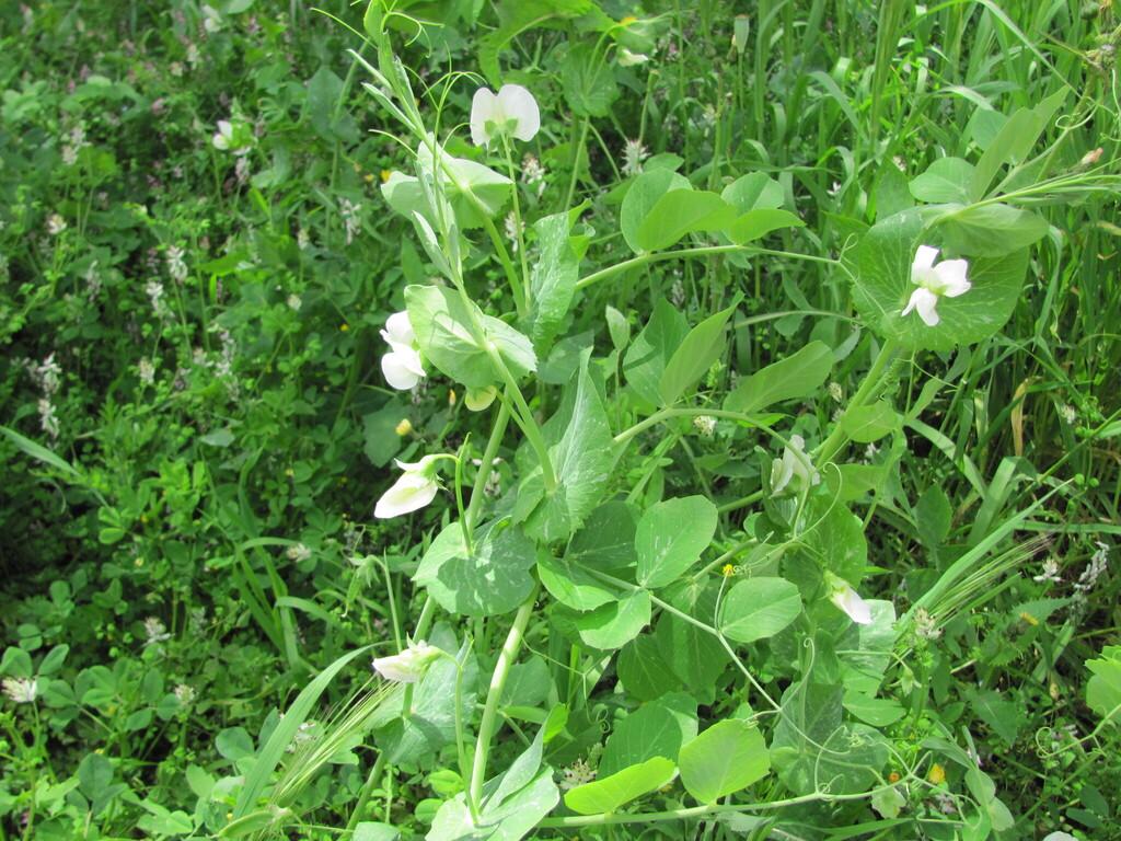 Pisum Sativum (Pea) Seed Extract 2