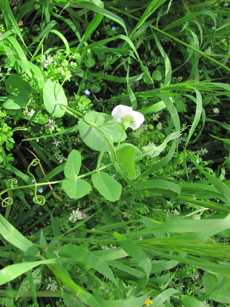 Pisum Sativum (Pea) Seed Extract 3