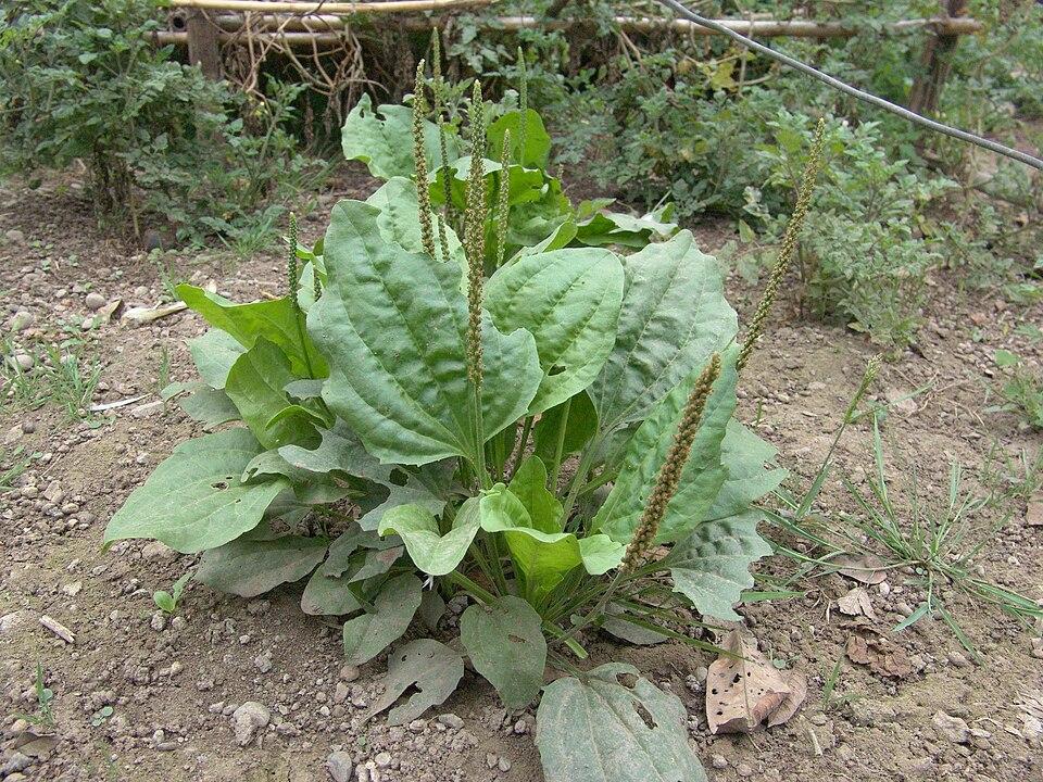 Plantago major (Plantain) leaf 1