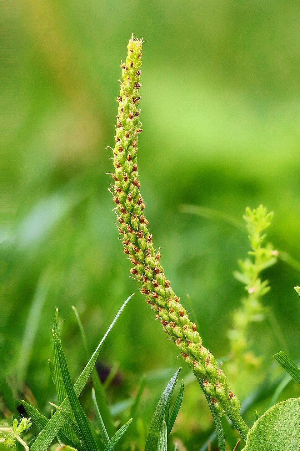 Plantago major (Plantain) leaf 3