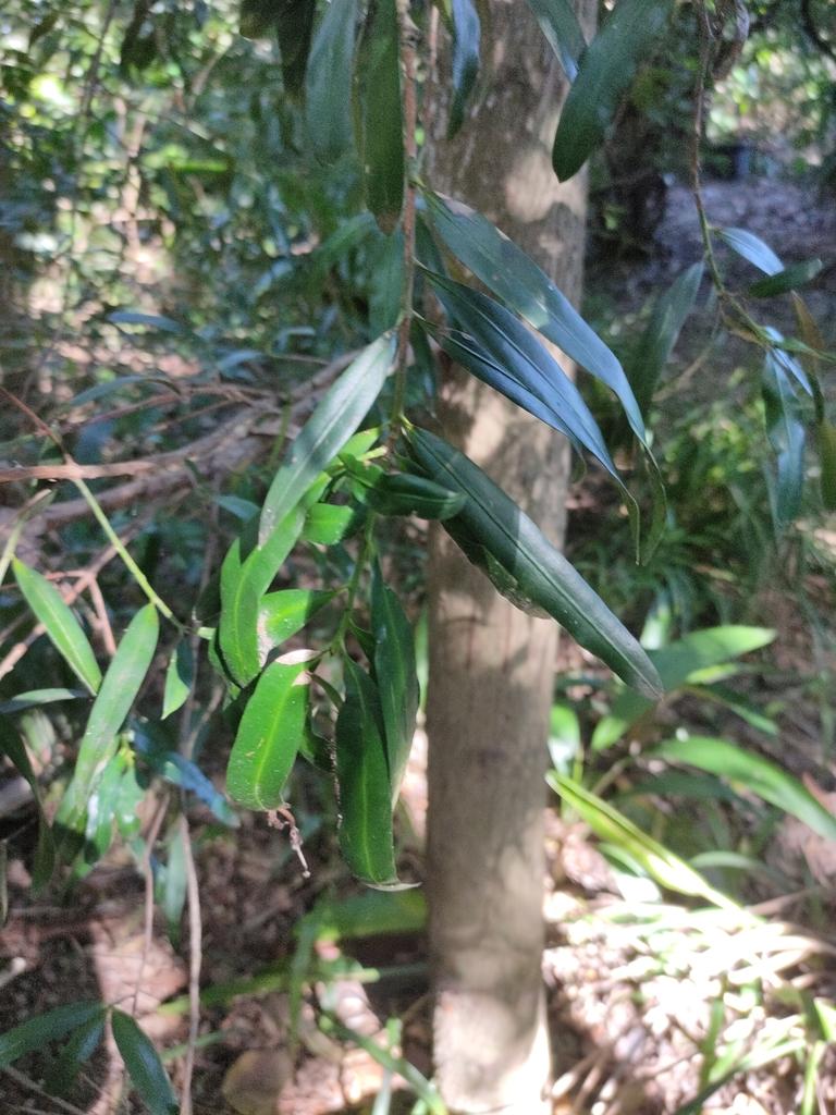 PODOCARPUS ELATUS FRUIT EXTRACT 1