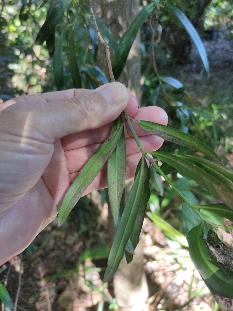 PODOCARPUS ELATUS FRUIT EXTRACT 2