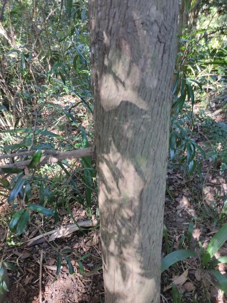 PODOCARPUS ELATUS FRUIT EXTRACT 3