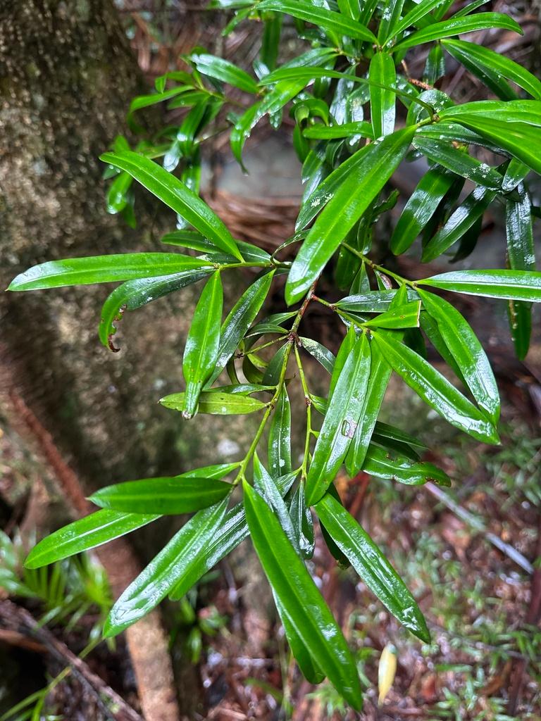 PODOCARPUS ELATUS FRUIT EXTRACT 4