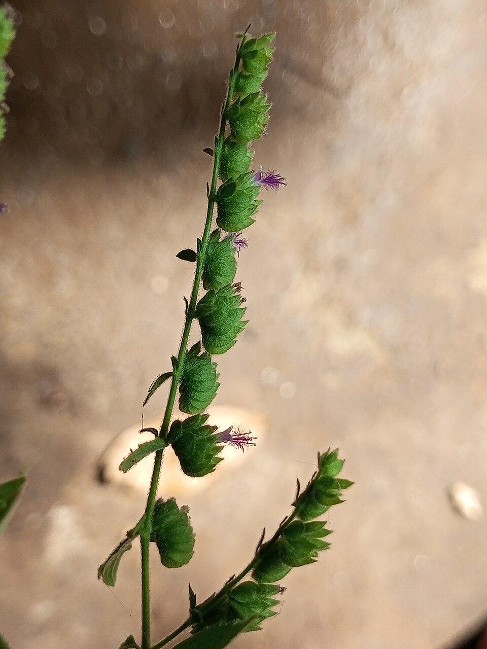 Pogostemon cablin (Patchouli) leaf oil 4