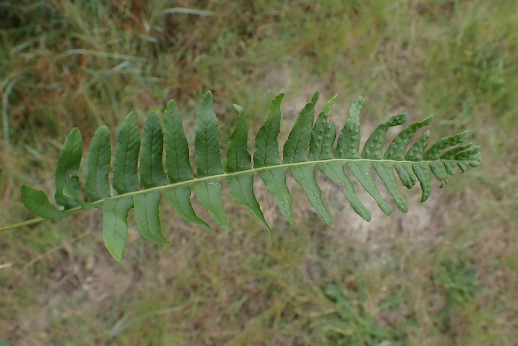 POLYPODIUM VULGARE RHIZOME EXTRACT 2