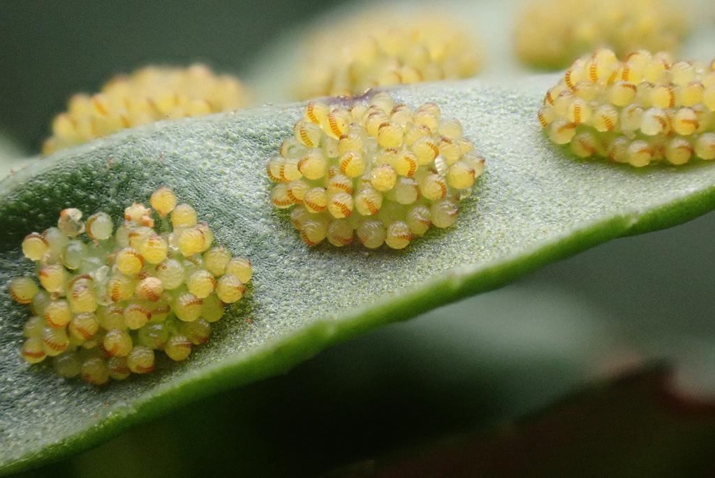 POLYPODIUM VULGARE RHIZOME EXTRACT 3